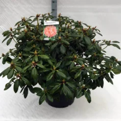 Rhododendron (Rhododendron 'Virginia Richards') -Aanbiedingen Hortus Groei Winkel rh. virginia richards c40