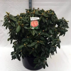 Rhododendron (Rhododendron 'Virginia Richards') -Aanbiedingen Hortus Groei Winkel rh. virginia richards c80