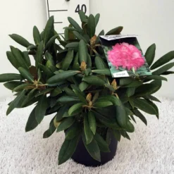 Dwergrhododendron (Rhododendron 'Polaris') -Aanbiedingen Hortus Groei Winkel rh. y polaris c5