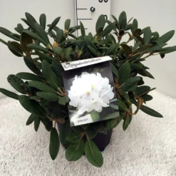 Dwergrhododendron (Rhododendron 'Porzellan') -Aanbiedingen Hortus Groei Winkel rh. y porzelan c10