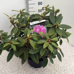 Rhododendron (Rhododendron 'Kokardia') -Aanbiedingen Hortus Groei Winkel rho. kokardia c10 50 cm
