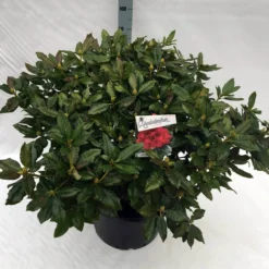 Rhododendron (Rhododendron 'Lord Roberts') -Aanbiedingen Hortus Groei Winkel rho. lord roberts c40