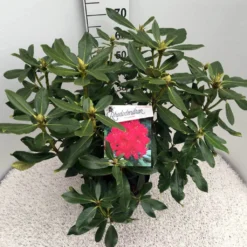 Rhododendron (Rhododendron 'Nova Zembla') -Aanbiedingen Hortus Groei Winkel rho. nova zembla c10 50 cm