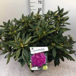 Rhododendron (Rhododendron 'Polarnacht') -Aanbiedingen Hortus Groei Winkel rho. polarnacht c20