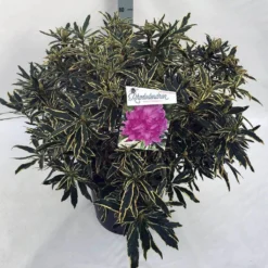 Bosrhododendron (Rhododendron Ponticum 'Variegatum') -Aanbiedingen Hortus Groei Winkel rho. pont. variegatum c30