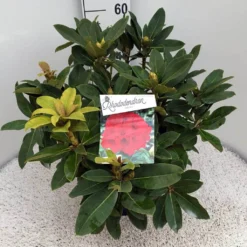 Rhododendron (Rhododendron 'Red Jack') -Aanbiedingen Hortus Groei Winkel rho. red jack c10 50 cm