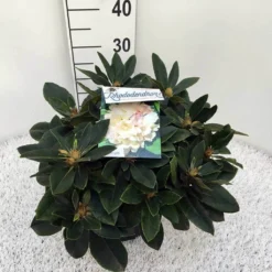 Dwergrhododendron (Rhododendron 'Golden Torch') -Aanbiedingen Hortus Groei Winkel rho. y golden torch c5