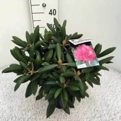 Dwergrhododendron (Rhododendron 'Polaris') -Aanbiedingen Hortus Groei Winkel rho. y polaris c5