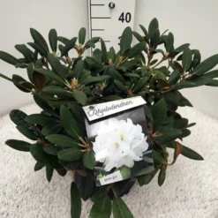 Dwergrhododendron (Rhododendron 'Porzellan') -Aanbiedingen Hortus Groei Winkel rho. y porzelan c10
