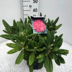 Dwergrhododendron (Rhododendron 'Sweet Sue') -Aanbiedingen Hortus Groei Winkel rho. y sweet sue c5