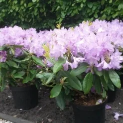 Rhododendron (Rhododendron Catawbiense 'Boursault') -Aanbiedingen Hortus Groei Winkel rhodo boursault 2