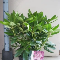 Rhododendron (Rhododendron Catawbiense 'Boursault') -Aanbiedingen Hortus Groei Winkel rhododendron boursault c5 aug