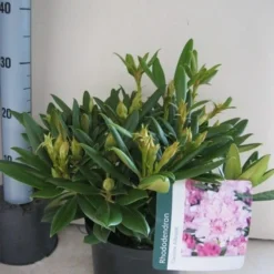 Dwergrhododendron (Rhododendron 'Caroline Allbrook') -Aanbiedingen Hortus Groei Winkel rhododendron caroline allbrook c5 aug