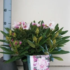 Dwergrhododendron (Rhododendron 'Caroline Allbrook') -Aanbiedingen Hortus Groei Winkel rhododendron caroline allbrook c5 sept 1