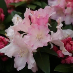 Dwergrhododendron (Rhododendron 'Dreamland') -Aanbiedingen Hortus Groei Winkel rhododendron dreamland