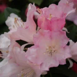 Dwergrhododendron (Rhododendron 'Dreamland') -Aanbiedingen Hortus Groei Winkel rhododendron dreamland 3