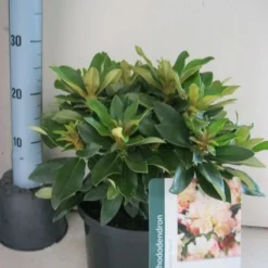 Dwergrhododendron (Rhododendron 'Golden Torch') -Aanbiedingen Hortus Groei Winkel rhododendron golden torch c5 aug