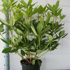 Rhododendron (Rhododendron Catawbiense 'Grandiflorum') -Aanbiedingen Hortus Groei Winkel rhododendron grandiflorum 50 60 1