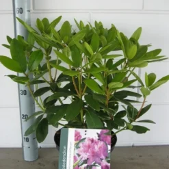 Rhododendron (Rhododendron Catawbiense 'Grandiflorum') -Aanbiedingen Hortus Groei Winkel rhododendron grandiflorum c5 01 06 2017 kopie 1