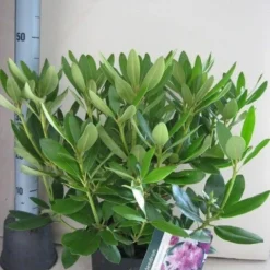 Rhododendron (Rhododendron Catawbiense 'Grandiflorum') -Aanbiedingen Hortus Groei Winkel rhododendron grandiflorum c5 aug