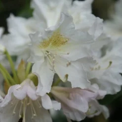 Aanbiedingen Hortus Groei Winkel -Aanbiedingen Hortus Groei Winkel rhododendron madame masson