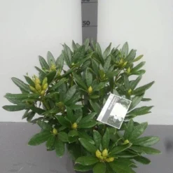 Rhododendron (Rhododendron 'Madame Masson') -Aanbiedingen Hortus Groei Winkel rhododendron madame masson