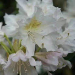 Rhododendron (Rhododendron 'Madame Masson') -Aanbiedingen Hortus Groei Winkel rhododendron madame masson 2