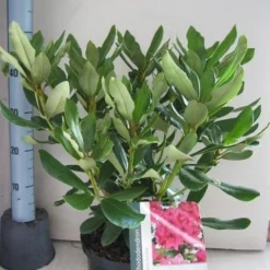 Rhododendron (Rhododendron 'Nova Zembla') -Aanbiedingen Hortus Groei Winkel rhododendron nova zembla c5 aug