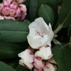 Dwergrhododendron (Rhododendron 'Porzellan') -Aanbiedingen Hortus Groei Winkel rhododendron porzellan 2