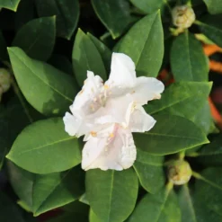 Dwergrhododendron (Rhododendron 'Golden Torch') -Aanbiedingen Hortus Groei Winkel rhododendron y. golden torch 2