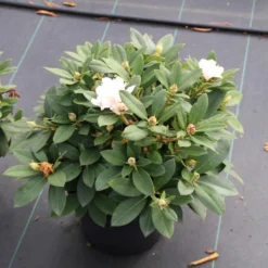 Dwergrhododendron (Rhododendron 'Golden Torch') -Aanbiedingen Hortus Groei Winkel rhododendron y. golden torch 5