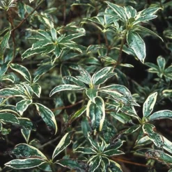 Bosrhododendron (Rhododendron Ponticum 'Variegatum') -Aanbiedingen Hortus Groei Winkel rhpvarie 3
