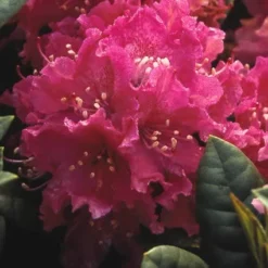 Aanbiedingen Hortus Groei Winkel 10 Rhododendron (Rhododendron 'Rocket')
