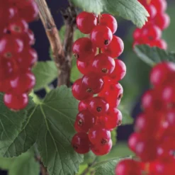 Aanbiedingen Hortus Groei Winkel 14 Rode Bes Op Stam (Ribes Rubrum 'Jonkheer Van Tets')