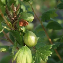 Groene Kruisbes Op Stam (Ribes Uva-crispa 'Hinnonmaki Grön') -Aanbiedingen Hortus Groei Winkel ribes uva crispa hinnonmaki gr n lage res