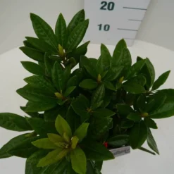 Rhododendron (Rhododendron 'Rocket') -Aanbiedingen Hortus Groei Winkel rocket c2 boven