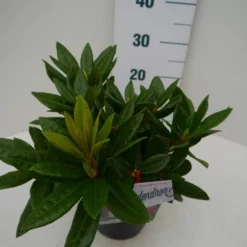 Rhododendron (Rhododendron 'Rocket') -Aanbiedingen Hortus Groei Winkel rocket c2 zij