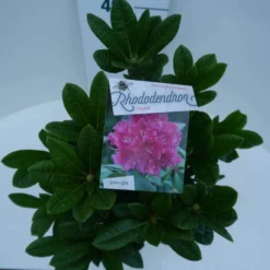 Rhododendron (Rhododendron 'Rocket') -Aanbiedingen Hortus Groei Winkel rocket c5 boven