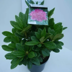 Rhododendron (Rhododendron 'Rocket') -Aanbiedingen Hortus Groei Winkel rocket c5 zij