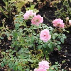 Trosroos (Rosa 'Bonica 82') -Aanbiedingen Hortus Groei Winkel rosa bonica 82 1
