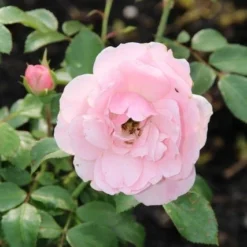 Trosroos (Rosa 'Bonica 82') -Aanbiedingen Hortus Groei Winkel rosa bonica 82 2