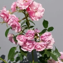 Trosroos (Rosa 'Bonica 82') -Aanbiedingen Hortus Groei Winkel rosabonica01
