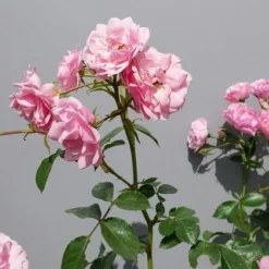 Trosroos (Rosa 'Bonica 82') -Aanbiedingen Hortus Groei Winkel rosabonica02