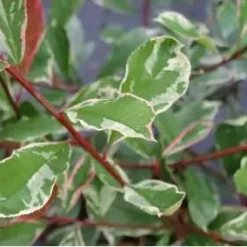 Glansmispel Op Stam (Photinia Fraseri 'Pink Marble') -Aanbiedingen Hortus Groei Winkel schermafbeelding 2021 02 16 om 16.02.05