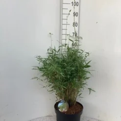 Niet Woekerende Bamboe (Fargesia Murieliae 'Simba') -Aanbiedingen Hortus Groei Winkel simba c10 1