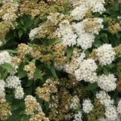 Spierstruik (Spiraea Japonica 'Albiflora') -Aanbiedingen Hortus Groei Winkel spiraea japonica albiflora 1