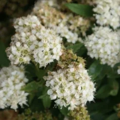 Spierstruik (Spiraea Japonica 'Albiflora') -Aanbiedingen Hortus Groei Winkel spiraea japonica albiflora 2