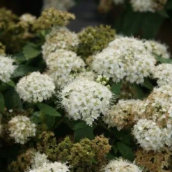 Spierstruik (Spiraea Japonica 'Albiflora') -Aanbiedingen Hortus Groei Winkel spiraea japonica albiflora 3