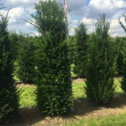 Grote Venijnboom (Taxus Baccata) 17 Grote Venijnboom (Taxus Baccata) -Aanbiedingen Hortus Groei Winkel taxus 200225 x 50 60 1 1