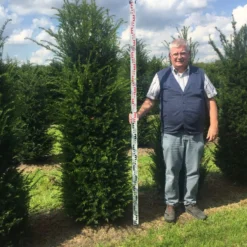 Grote Venijnboom (Taxus Baccata) 16 Grote Venijnboom (Taxus Baccata) -Aanbiedingen Hortus Groei Winkel taxus 200225 x 5060 1 1